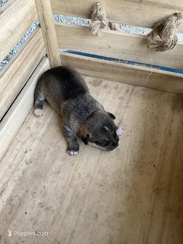 Girl 1 – Chihuahua puppy for sale in Anna, IL