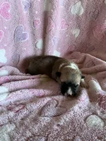 Girl 2, a female Pembroke Welsh Corgi for sale in Anna, IL – 2 of 5