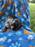 Boy 1, a male Cocker Spaniel for sale in Anna, IL – 4 of 6