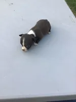Male jack, a male Chihuahua for sale in Anna, IL – 4 of 5