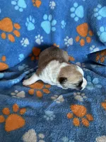 Boy 4, a male Pembroke Welsh Corgi for sale in Anna, IL – 4 of 7