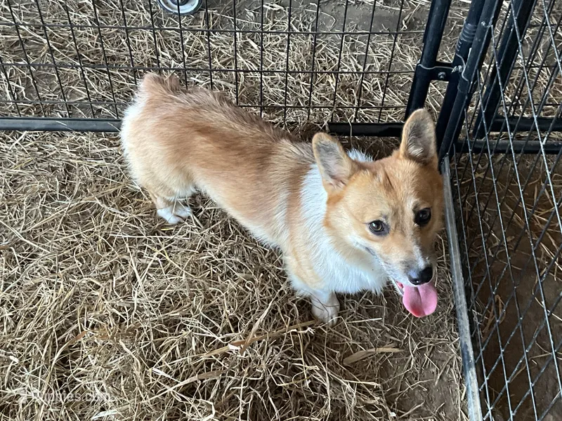 Russel – Pembroke Welsh Corgi puppy for sale in Anna, IL