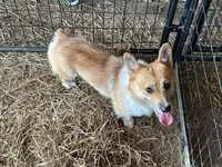 Russel, a male Pembroke Welsh Corgi for sale in Anna, IL – 1 of 10