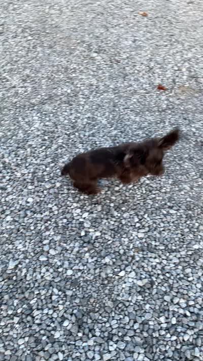 Male Cocker Spaniel, a male Cocker Spaniel for sale in Anna, IL – 7 of 10