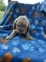 Boy 2, a male Cocker Spaniel for sale in Anna, IL – 3 of 10