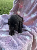 Girl 4, a female Cocker Spaniel for sale in Anna, IL – 4 of 10