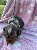 Girl 1, a female Cocker Spaniel for sale in Anna, IL – 6 of 9