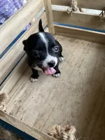 Girl 2, a female Chihuahua for sale in Anna, IL – 3 of 7