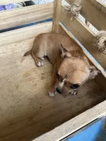 Boy 2, a male Chihuahua for sale in Anna, IL – 7 of 9