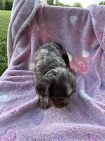 Girl 2, a female Cocker Spaniel for sale in Anna, IL – 3 of 10