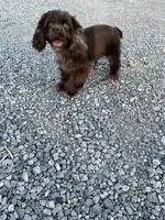 Male Cocker Spaniel, a male Cocker Spaniel for sale in Anna, IL – 4 of 10