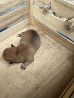 Boy 2, a male Chihuahua for sale in Anna, IL – 3 of 7