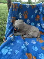 Boy 2, a male Cocker Spaniel for sale in Anna, IL – 10 of 10