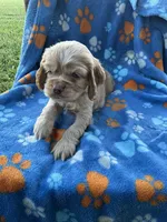 Boy 2, a male Cocker Spaniel for sale in Anna, IL – 5 of 10
