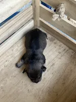 Girl 3, a female Chihuahua for sale in Anna, IL – 9 of 9