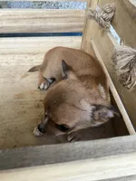Boy 2, a male Chihuahua for sale in Anna, IL – 9 of 9