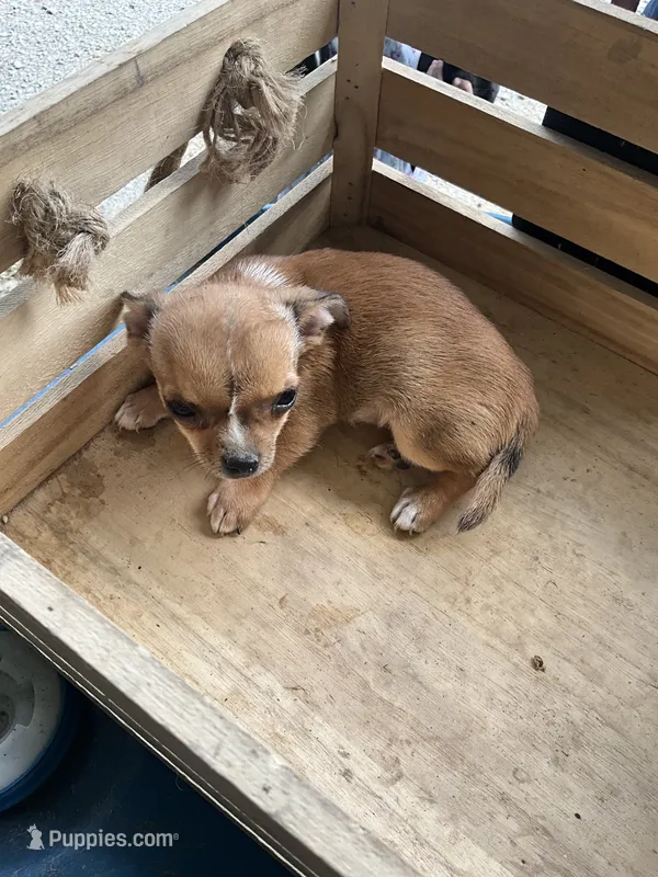 Boy 2 – Chihuahua puppy for sale in Anna, IL