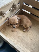 Boy 2, a male Chihuahua for sale in Anna, IL – 1 of 9