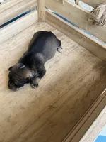 Girl 2, a female Chihuahua for sale in Anna, IL – 9 of 9