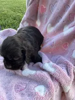 Girl 4, a female Cocker Spaniel for sale in Anna, IL – 5 of 10