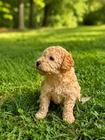 Big Red, a male Poodle - Toy  and Poodle - Miniature  for sale in Roxboro, NC – 5 of 7