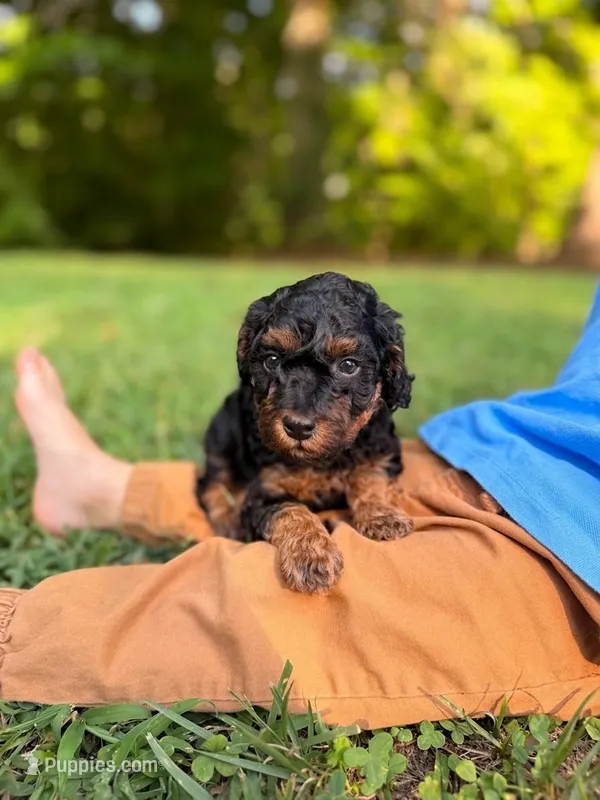 Duke – Poodle - Toy , Poodle - Miniature  puppy for sale in Roxboro, NC