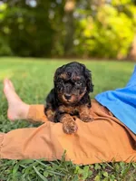 Duke, a male Poodle - Toy  and Poodle - Miniature  for sale in Roxboro, NC – 1 of 9
