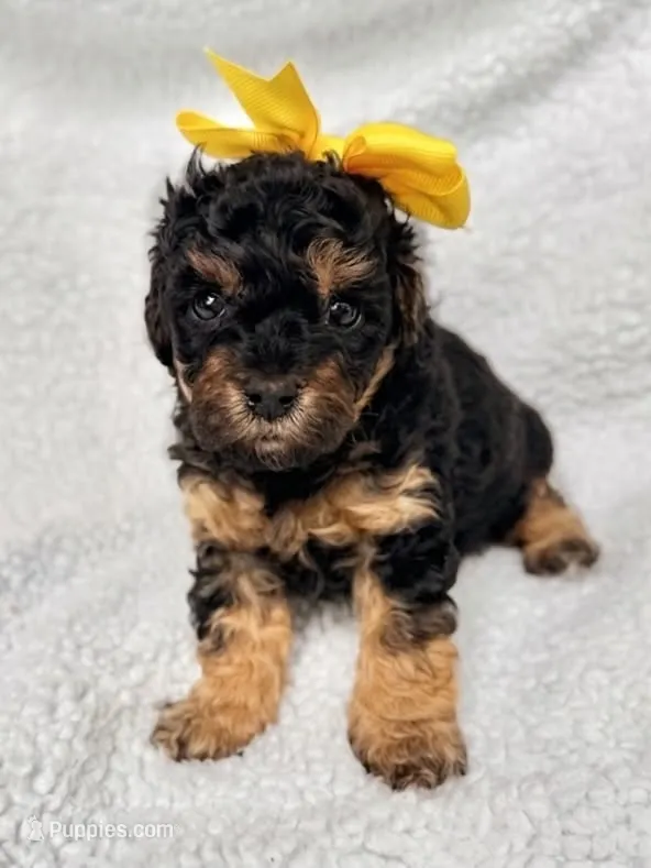 Daisy Mae – Poodle - Toy , Poodle - Miniature  puppy for sale in Roxboro, NC