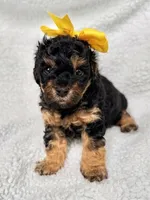 Daisy Mae, a female Poodle - Toy  and Poodle - Miniature  for sale in Roxboro, NC – 1 of 5