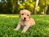 Big Red, a male Poodle - Toy  and Poodle - Miniature  for sale in Roxboro, NC – 2 of 7