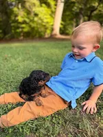 Duke, a male Poodle - Toy  and Poodle - Miniature  for sale in Roxboro, NC – 7 of 9