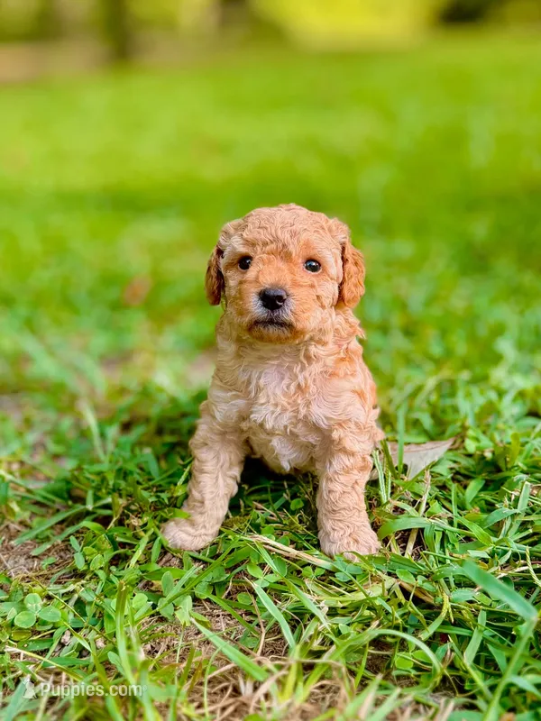 Big Red – Poodle - Toy , Poodle - Miniature  puppy for sale in Roxboro, NC