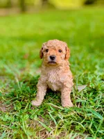 Big Red, a male Poodle - Toy  and Poodle - Miniature  for sale in Roxboro, NC – 4 of 7