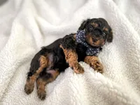 Duke, a male Poodle - Toy  and Poodle - Miniature  for sale in Roxboro, NC – 2 of 9