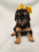 Daisy Mae, a female Poodle - Toy  and Poodle - Miniature  for sale in Roxboro, NC – 3 of 5