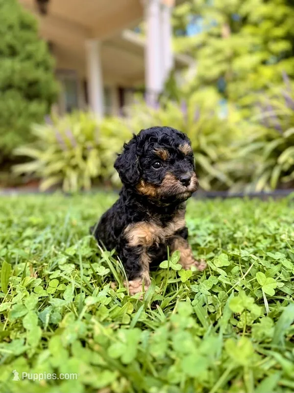 Daisy Mae – Poodle - Toy , Poodle - Miniature  puppy for sale in Roxboro, NC