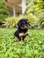 Daisy Mae, a female Poodle - Toy  and Poodle - Miniature  for sale in Roxboro, NC – 4 of 5