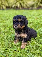 Daisy Mae, a female Poodle - Toy  and Poodle - Miniature  for sale in Roxboro, NC – 2 of 5