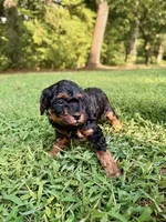 Duke, a male Poodle - Toy  and Poodle - Miniature  for sale in Roxboro, NC – 4 of 9