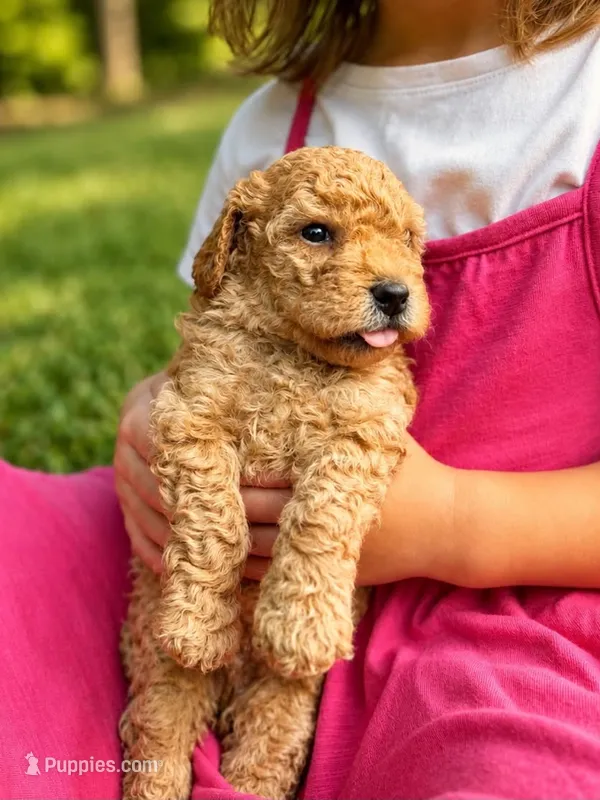 Big Red – Poodle - Toy , Poodle - Miniature  puppy for sale in Roxboro, NC