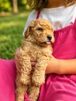 Big Red, a male Poodle - Toy  and Poodle - Miniature  for sale in Roxboro, NC – 1 of 7
