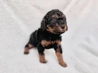 Duke, a male Poodle - Toy  and Poodle - Miniature  for sale in Roxboro, NC – 8 of 9