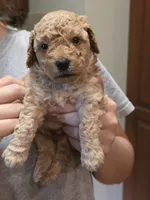 Big Red, a male Poodle - Toy  and Poodle - Miniature  for sale in Roxboro, NC – 7 of 7