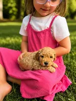 Big Red, a male Poodle - Toy  and Poodle - Miniature  for sale in Roxboro, NC – 3 of 7