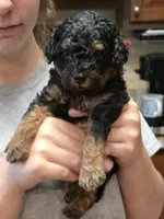 Duke, a male Poodle - Toy  and Poodle - Miniature  for sale in Roxboro, NC – 9 of 9