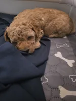 Big Red, a male Poodle - Toy  and Poodle - Miniature  for sale in Roxboro, NC – 6 of 7