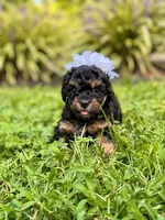 Daisy Mae, a female Poodle - Toy  and Poodle - Miniature  for sale in Roxboro, NC – 5 of 5