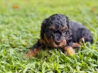 Duke, a male Poodle - Toy  and Poodle - Miniature  for sale in Roxboro, NC – 6 of 9