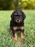 Duke, a male Poodle - Toy  and Poodle - Miniature  for sale in Roxboro, NC – 5 of 9