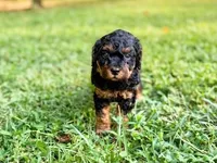 Duke, a male Poodle - Toy  and Poodle - Miniature  for sale in Roxboro, NC – 3 of 9